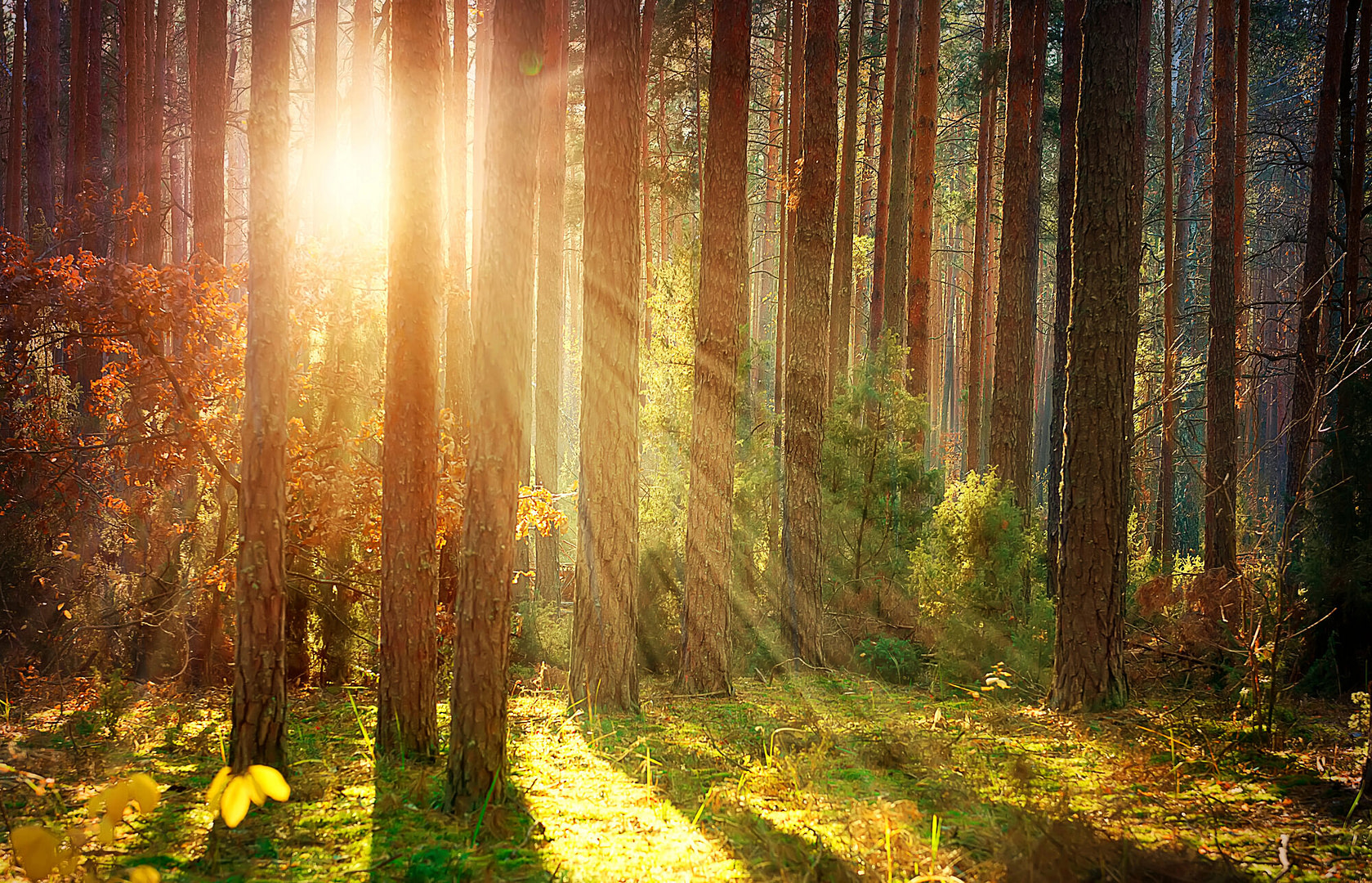 Sun shining through the trees-representing self hidden behind the layers