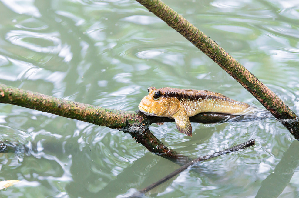 Fish on a branch submerged in water to represent the concept of cognitive dissonance