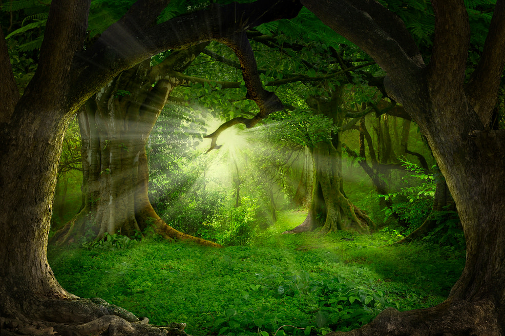 Deep Jungle in Southeast Asia Jungle in Southeast Asia with light shining through the trees