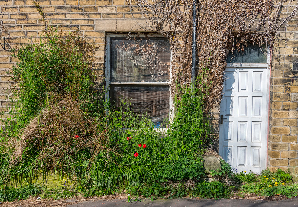 overgrown garden by doorway of house