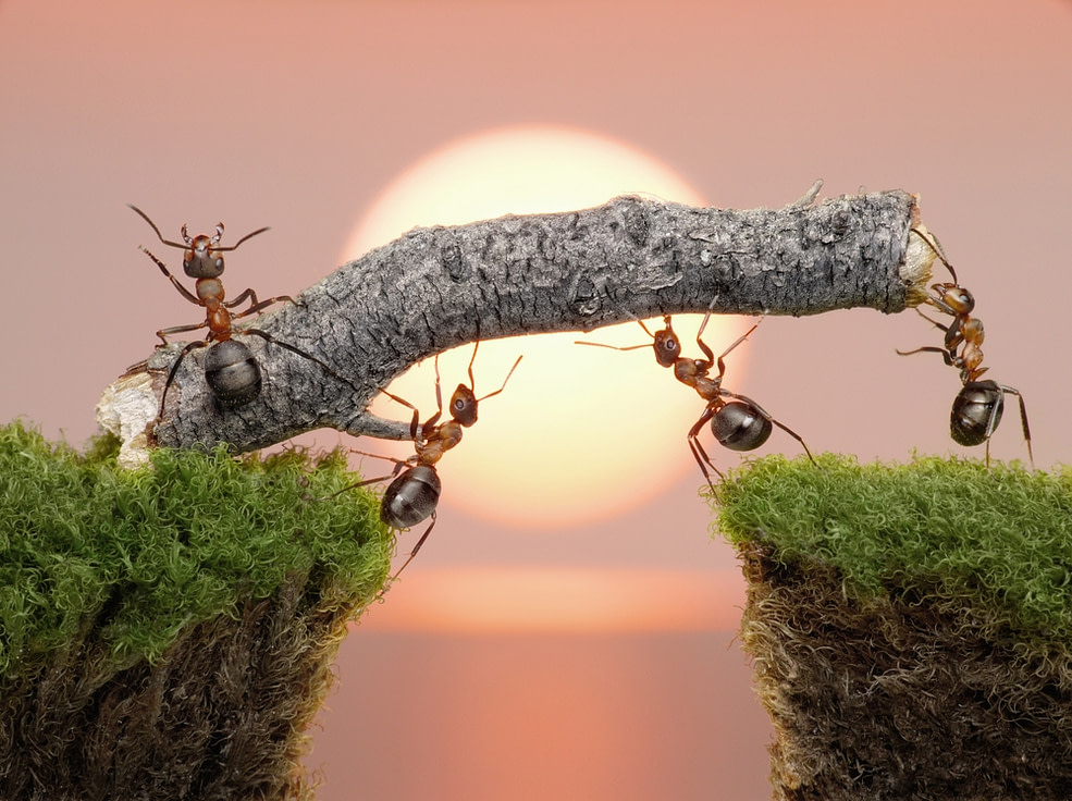Team of ants living their purpose constructing a bridge — never questioning “is there more to life than this?” Team of ants living their purpose constructing a bridge — never questioning “is there more to life than this?”