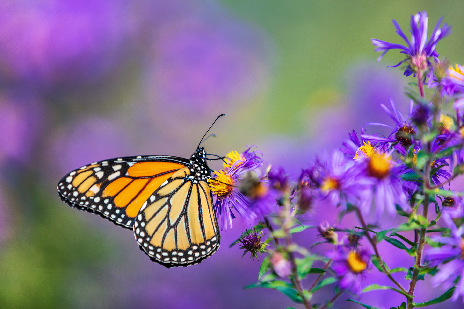 Monarch butterfly feeding on purple aster flower in summer floral background.