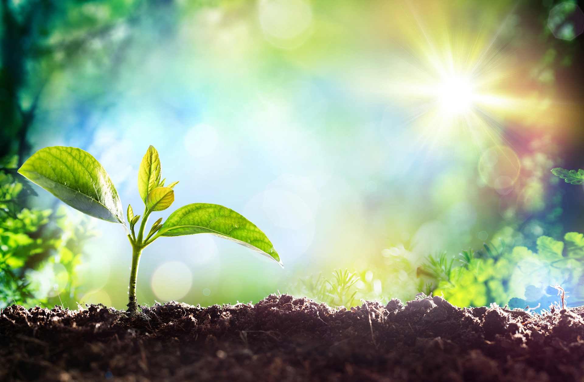 sprout with sun shining down to represent positive change