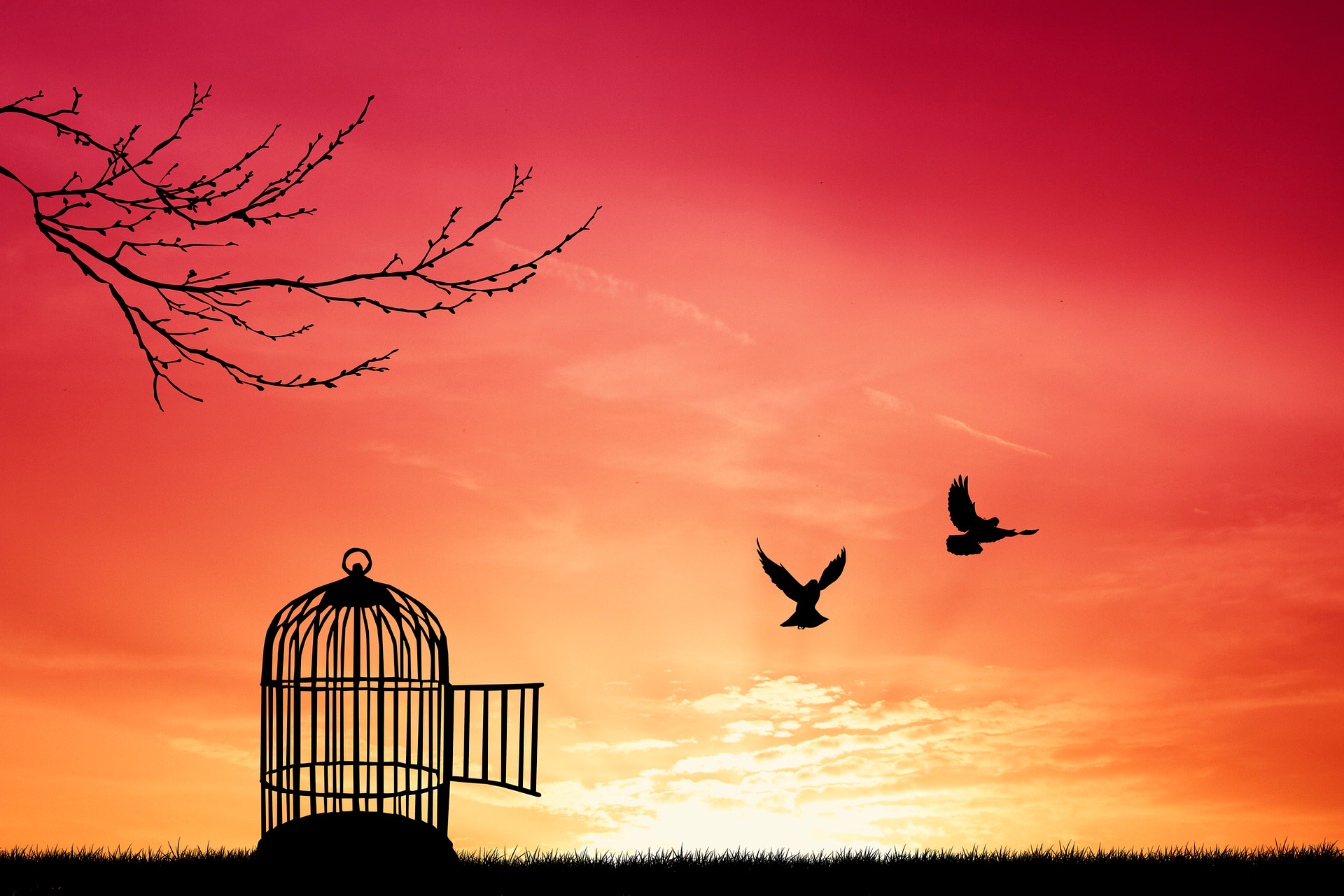 birds flying free out of their cage
