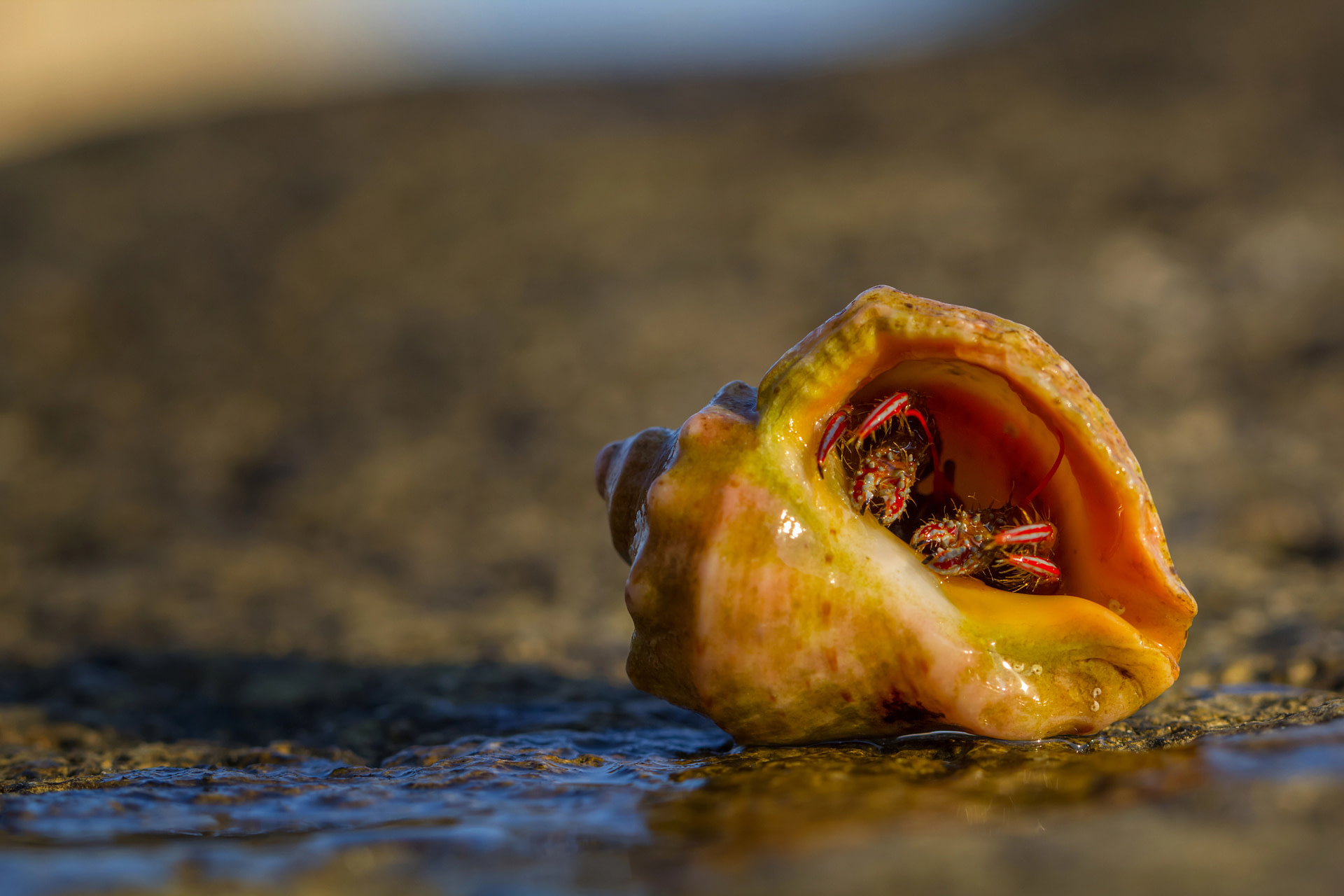 Hermit crab inside its shell, representing freedom to come out in the presence of love
