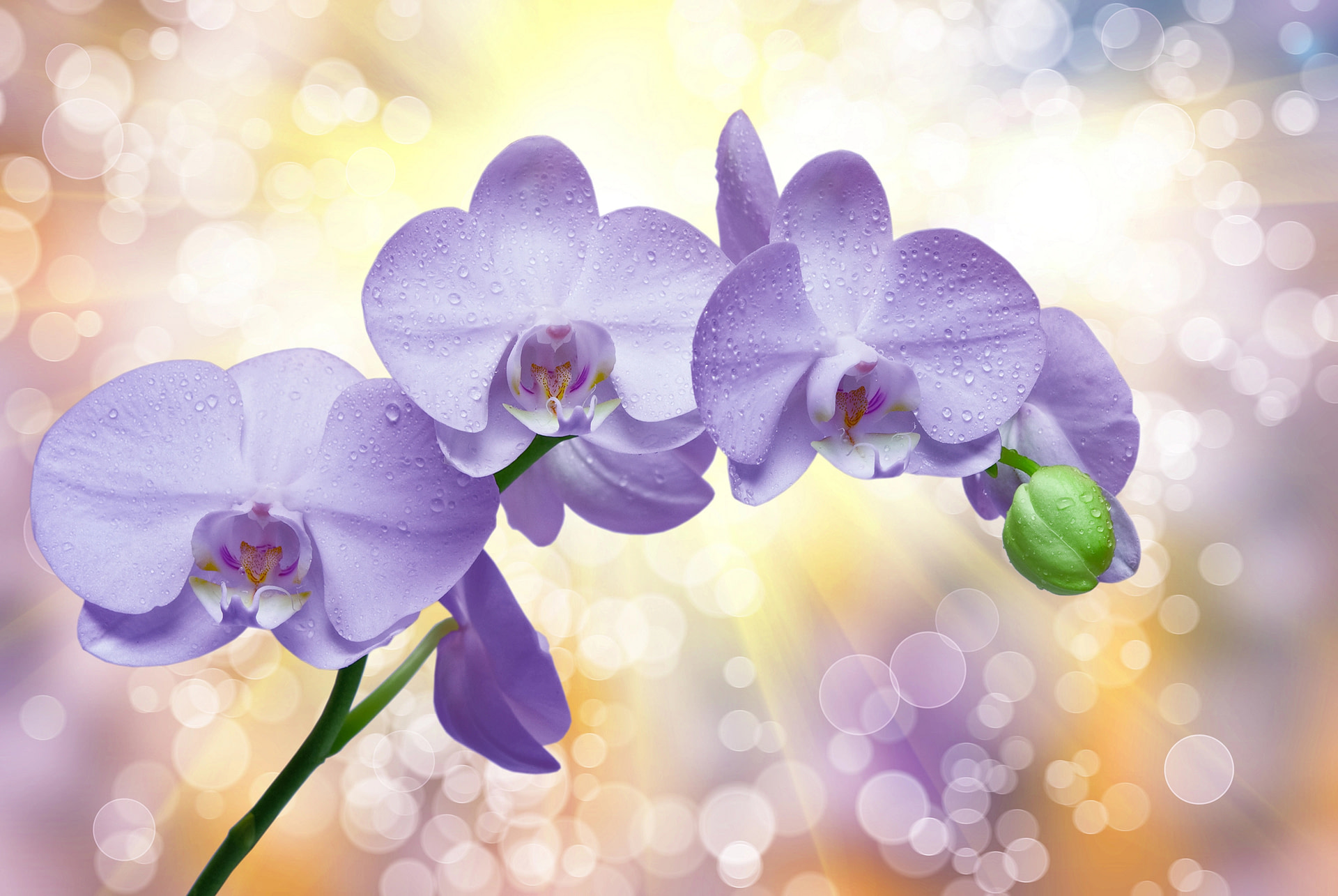 orchid flower close up