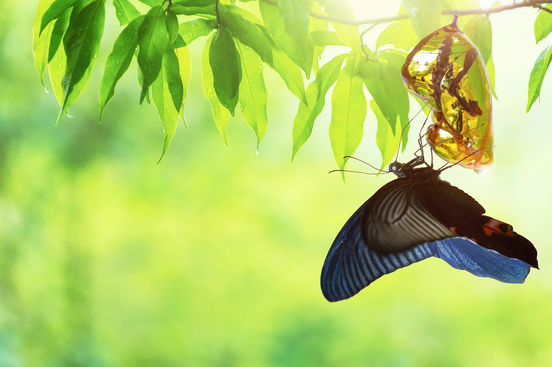 transformation from chrysalis to butterfly representing the decision to live life to the fullest